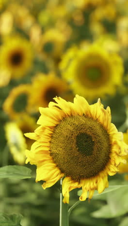 close-up of a sunflower in a field of sunflowers