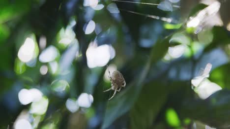 araña orbe tejedora sentada en su tela luego asustándose y corriendo fuera de foco al refugio de las hojas