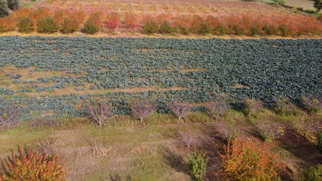 Acercándose-A-La-Descripción-Aérea-Del-Cultivo-De-Rosas-Y-árboles-En-Un-Campo-Grande-Entre-La-Carretera-Y-El-Ferrocarril