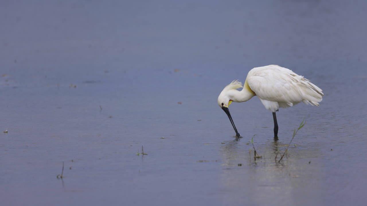 빗방울이 떨어지면서 푸른 호수 물 한가운데에 있는 유라시아 저어새가 슬로모션