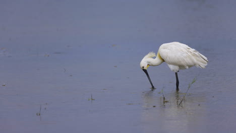 eurasian spoonbill preening in middle of blue lake water as the rain drops fall - slow motion