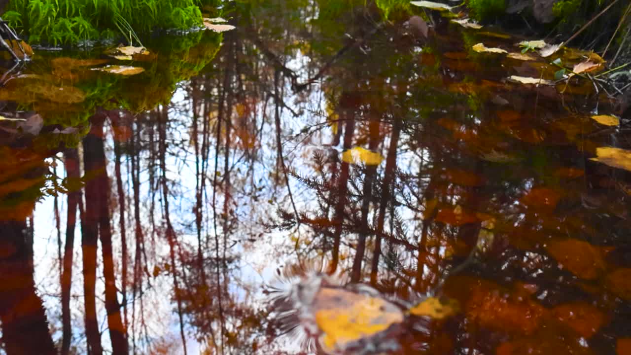 Autumn Reflections in a Forest Stream
