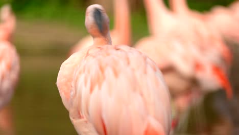 eine nahaufnahme der seite eines hellrosa chilenischen flamingos, der seine federn putzt und reinigt