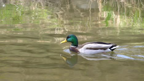 Männliche-Stockente-Schwimmt-Auf-Dem-Wasser-In-Der-Nähe-Von-Gras-Bei-Yangjaecheon-In-Seoul,-Südkorea