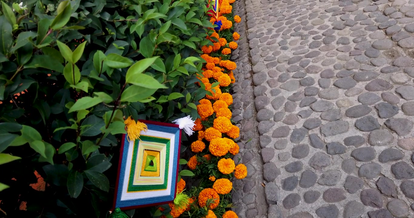 Ripresa dal basso verso l'alto del sentiero di fiori di cempasúchil che segna la via del ritorno da Mictlán nell'offerta monumentale della città magica di Tepotzotlán.