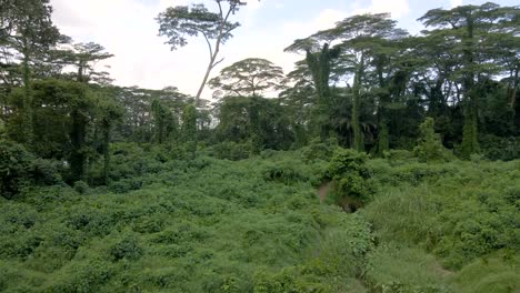 árboles-Con-Exuberante-Follaje-Verde-En-El-Bosque