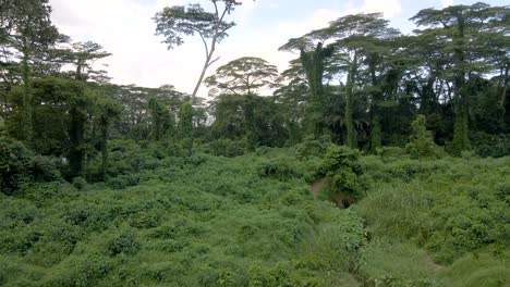 trees with lush green foliage in the forest