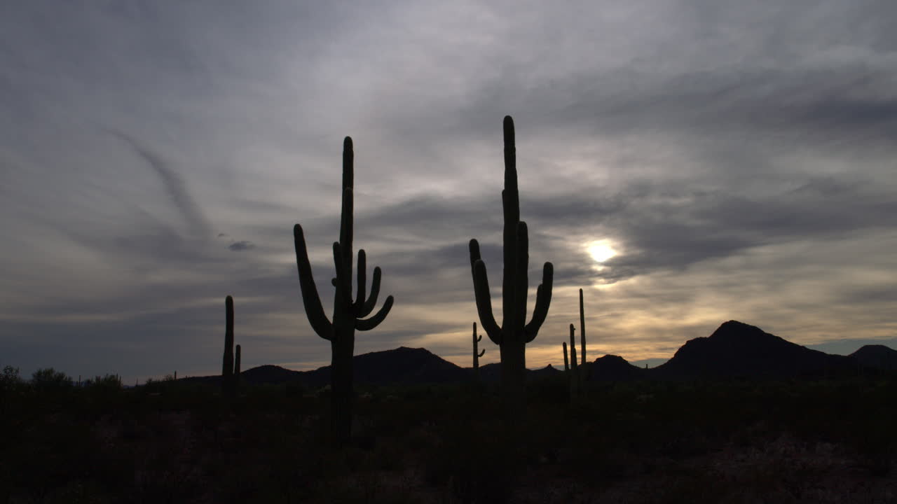 cactus saguaro recortados contra el cielo en el desierto de sonora