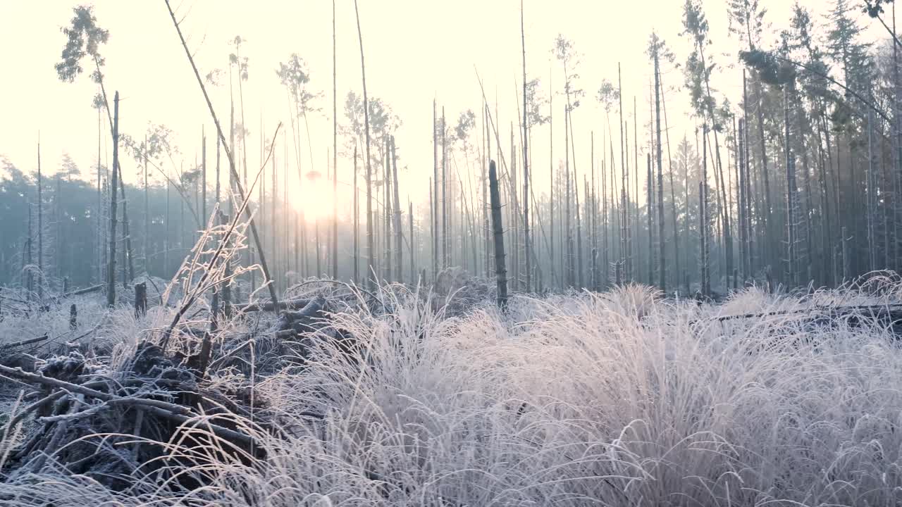 얼어붙은 숲의 해가 뜨는 곳