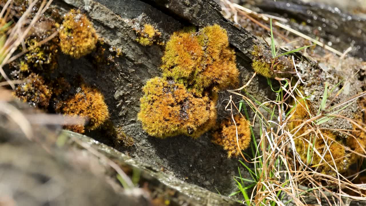 Close-up of water droplets falling on vibrant moss-covered rock, highlighting natural textures and colors in Kinloch, New Zealand