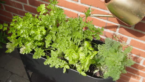 Watering-Kitchen-Herbs-with-a-watering-Can-in-the-garden-Slow-Motion