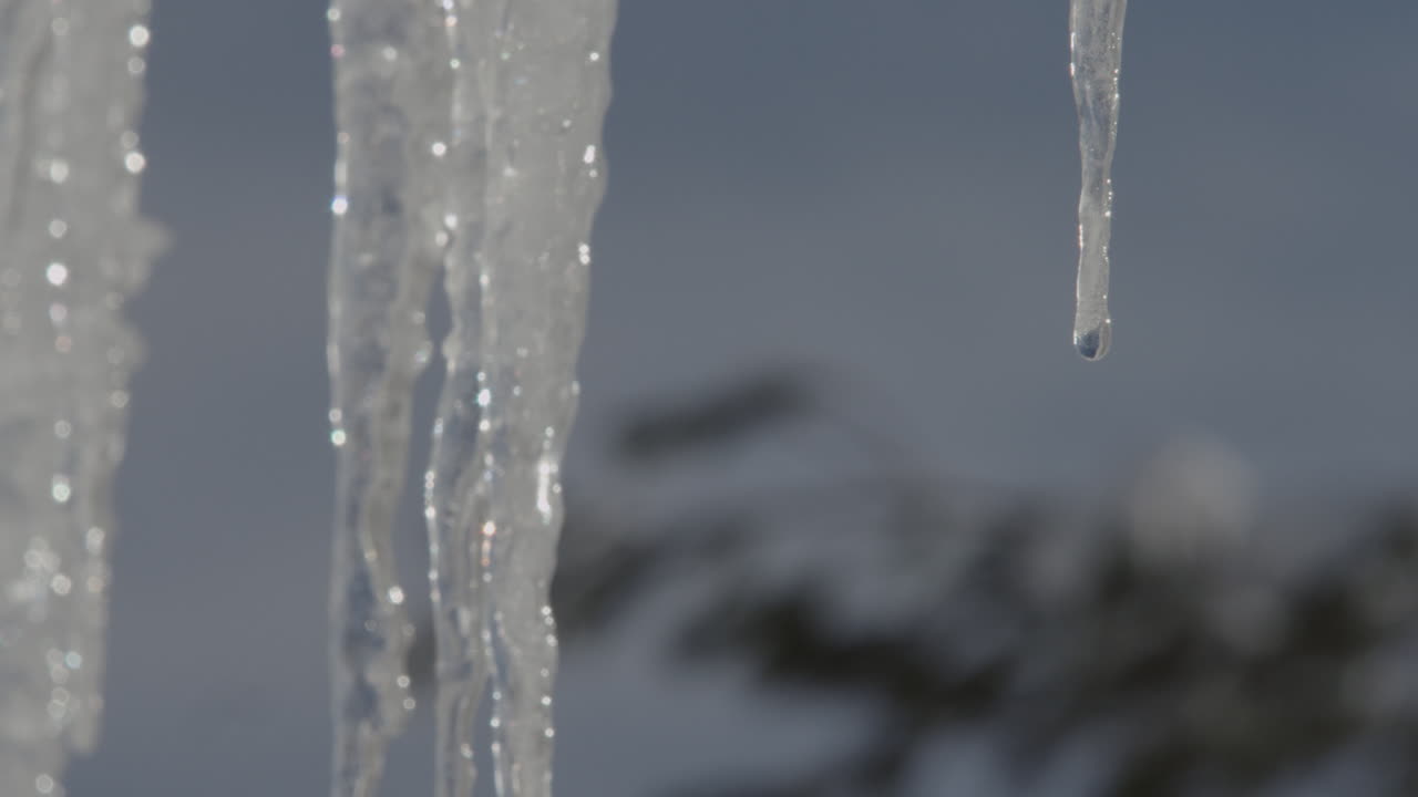Icicles dripping water as they begin to thaw on a winter day.