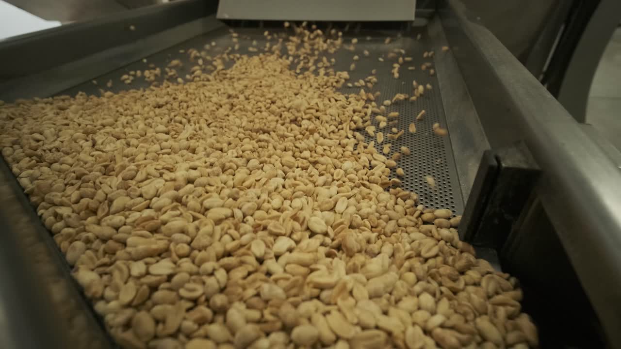 tostado de maní. operaciones de clasificación en la fábrica de nueces. línea de producción de envases de maní tostado