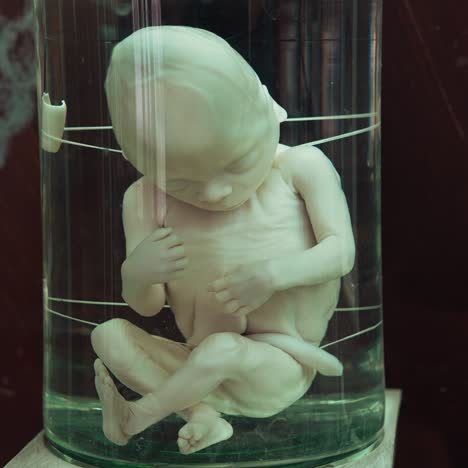mannequin of a baby. dummy body of unborn baby. manikin of a baby's body in a capsule before born