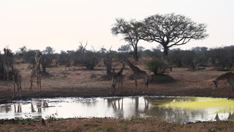 giraffe large group drinking together at a small pond