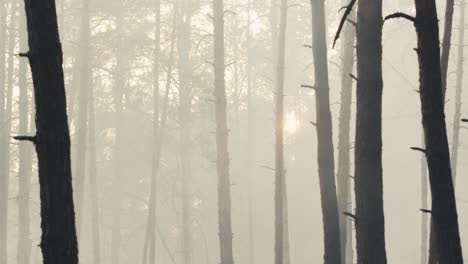 forest after wildfire