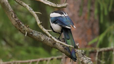 Die-Eurasische-Elster-Oder-Gewöhnliche-Elster-(Pica-Pica)-Ist-Ein-Im-Gesamten-Nördlichen-Teil-Des-Eurasischen-Kontinents-Ansässiger-Brutvogel.