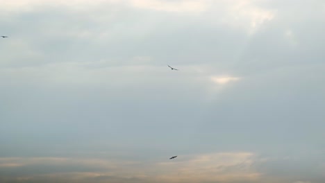 Flock-Of-Predators-Hunting-For-Food---Bird-Of-Prey-In-Sunset-Sky