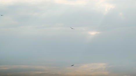bandada de depredadores cazando para comer - pájaro de rapiña en el cielo al atardecer