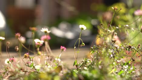 flowers growing in a large garden