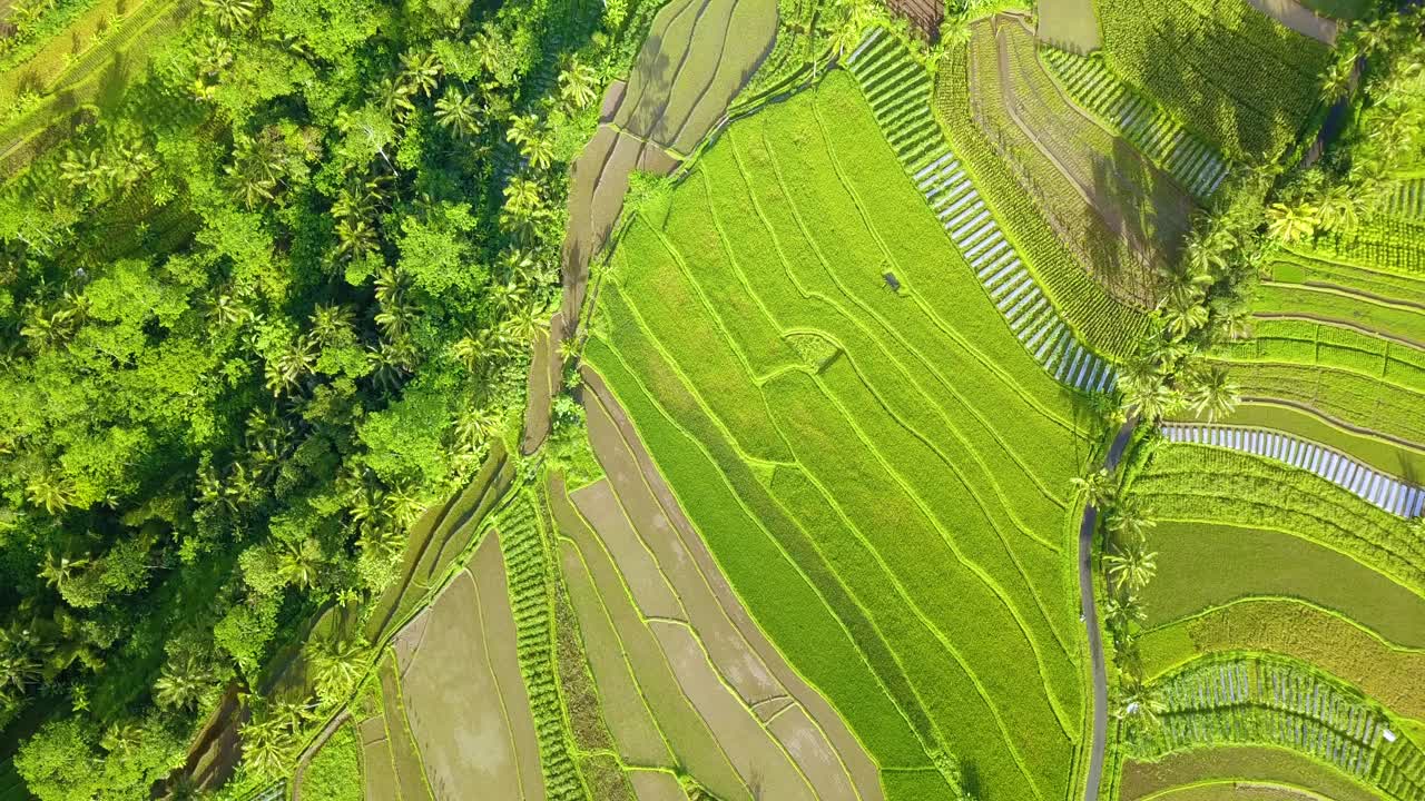 vista aérea del campo de arroz verde con árboles - campo de indonesia