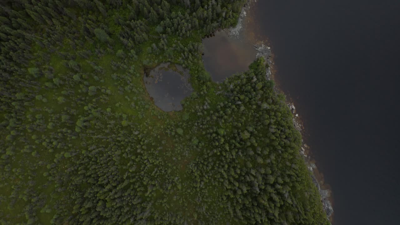 Drone looking directly down on a wild green forest and beside a lake
