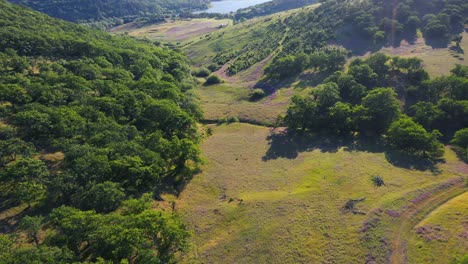 Vista-Aérea-De-Las-Estribaciones-En-El-Sur-De-Oregon-Cubiertas-De-Plantas-De-Arveja-Florecientes