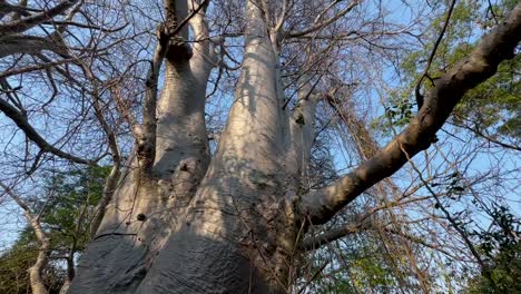vista inclinada hacia arriba de un enorme baobab en la isla de nankoma. lago malawi, malawi.