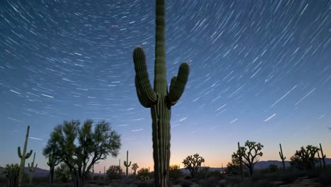 majestic saguaro cactus amidst star trails: a stunning time-lapse of desert beauty capturing nature's mystique and cosmic motion