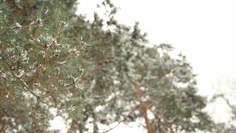 Pine-tree-branches-covered-with-snow,-low-angle-motion-view