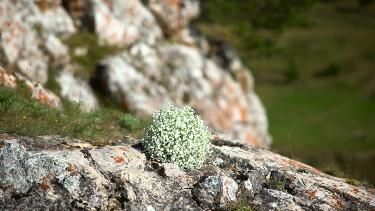 Fiore bianco che avvolge uno sperone roccioso, grappolo sferico di piccoli fiori annidato in una fessura con lichene visibile.