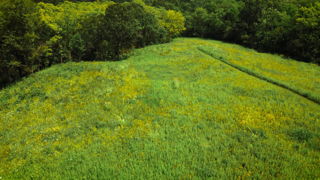 A drone shot looking over a remnant prairie in Illinois. Yellow wildflowers are blooming, giving the landscape a golden hue.