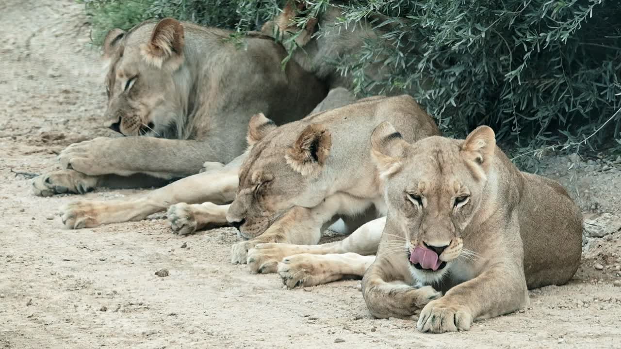 Three lions laying on the side of a dirt road in the Kalahari of South Africa