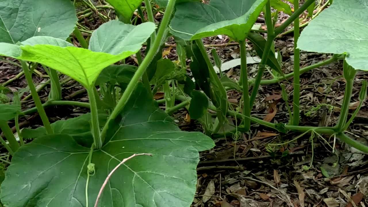 Detailed view of pumpkin plant leaves and stems growing over mulch in a garden setting.