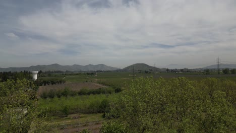 plantation-of-walnut-trees-in-the-commune-of-buin-chile