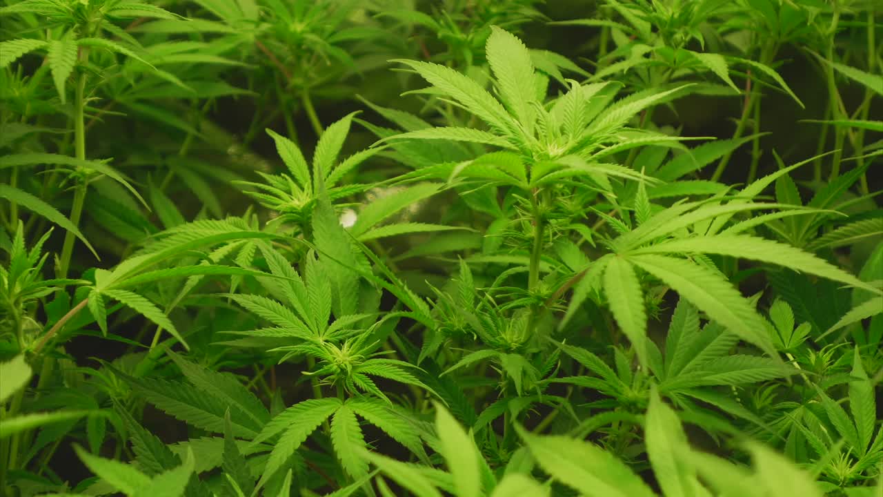 plantas jóvenes de cannabis en la quinta semana al comienzo de la fase de floración, movimiento en el viento, carpa en el fondo, tiro de camión