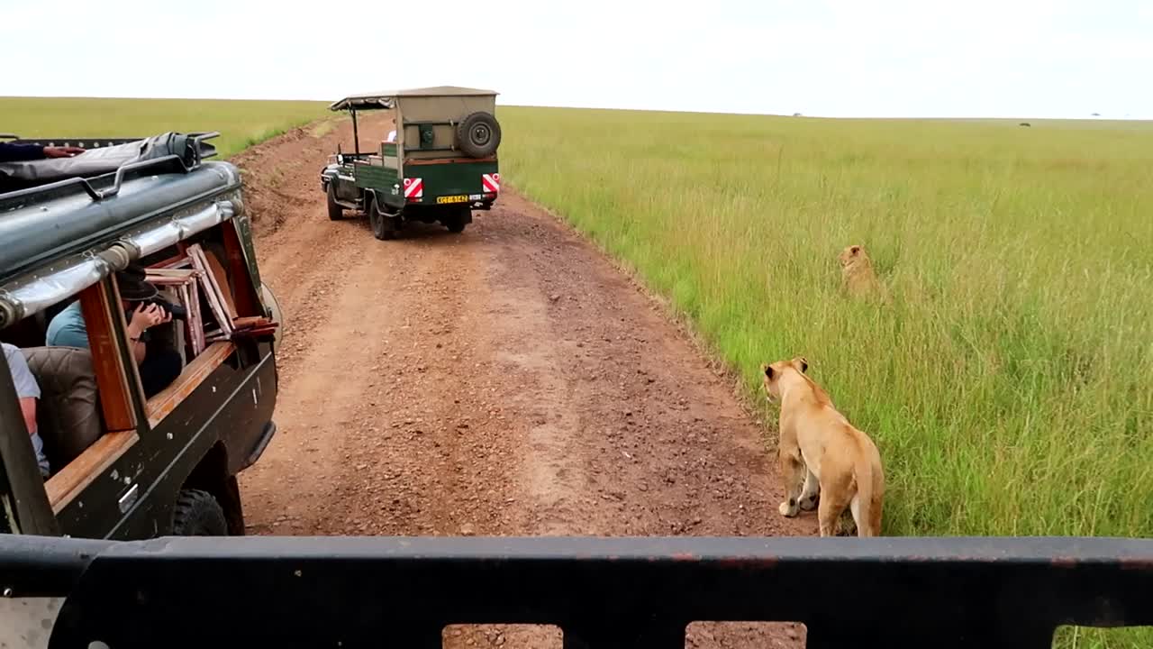 케냐의 아프리카 사바나에서 사파리 차량에서 암사자 사진을 찍는 관광객