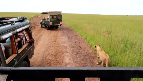 turistas tomando fotos de leonas desde un vehículo de safari en la sabana africana de kenia