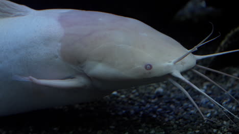 female albino walking catfish