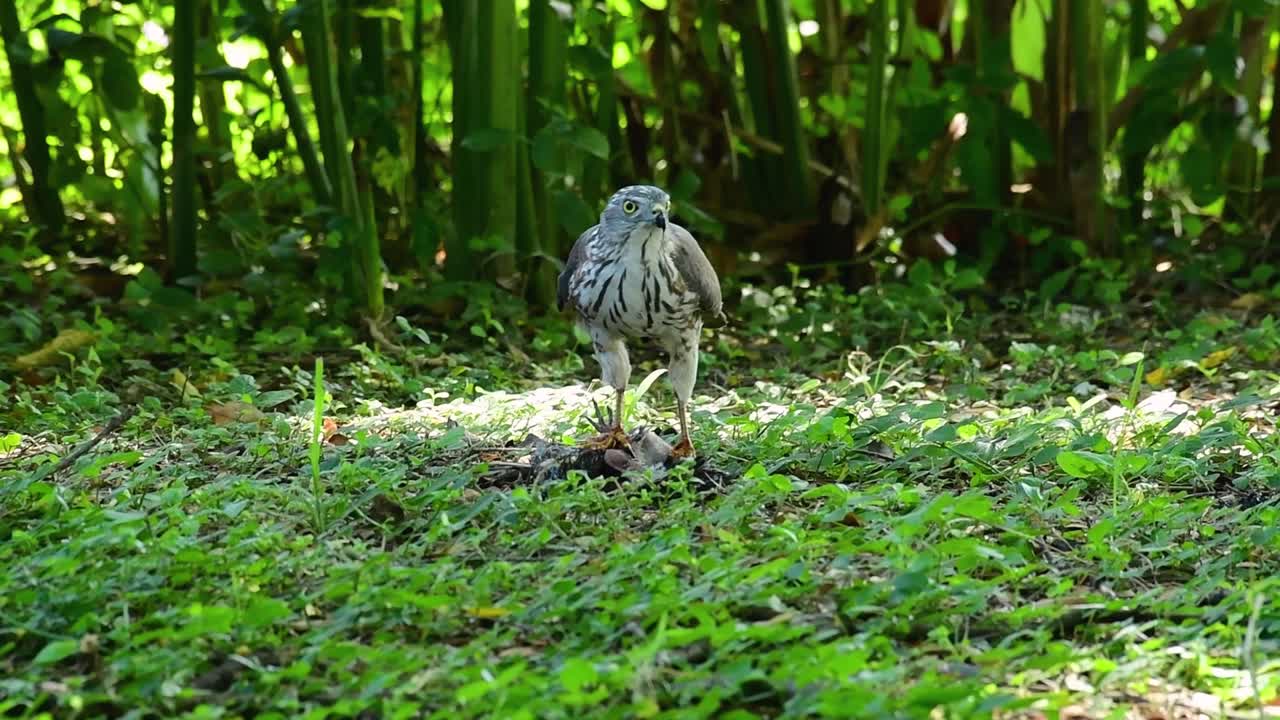 shikra alimentándose de otro pájaro en el suelo, esta ave de rapiña atrapó un pájaro para desayunar y estaba ocupado comiendo, luego se asustó y se fue