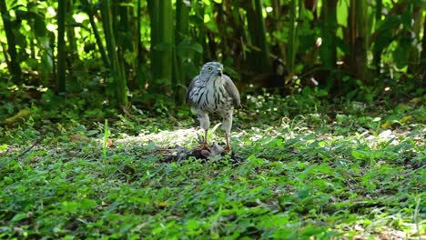 Shikra,-Der-Sich-Von-Einem-Anderen-Vogel-Auf-Dem-Boden-Ernährte,-Dieser-Raubvogel-Fing-Einen-Vogel-Zum-Frühstück-Und-Er-War-Damit-Beschäftigt-Zu-Essen,-Dann-Wurde-Er-Erschrocken-Und-Flog-Davon