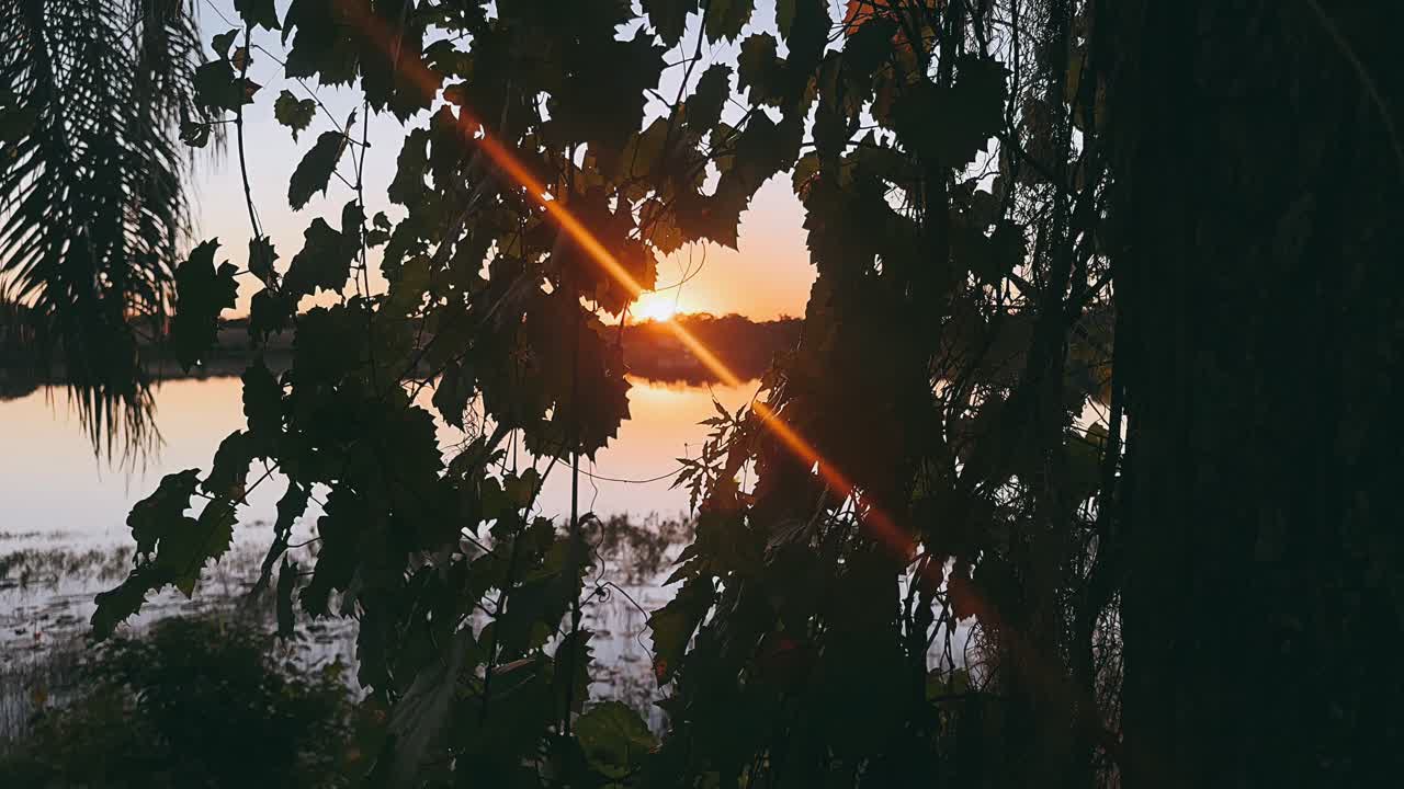puesta de sol a través de las vides sobre un lago