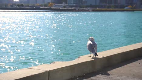 Gaviota-Solitaria-Se-Sienta-Junto-Al-Agua