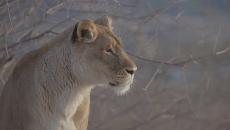 lioness sees bird and begins to chase it