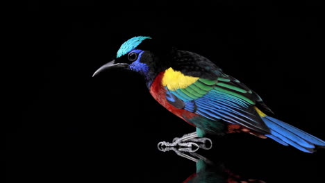 colorful bird portrait on black background