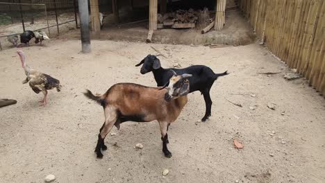 goats and turkeys in a rural enclosure