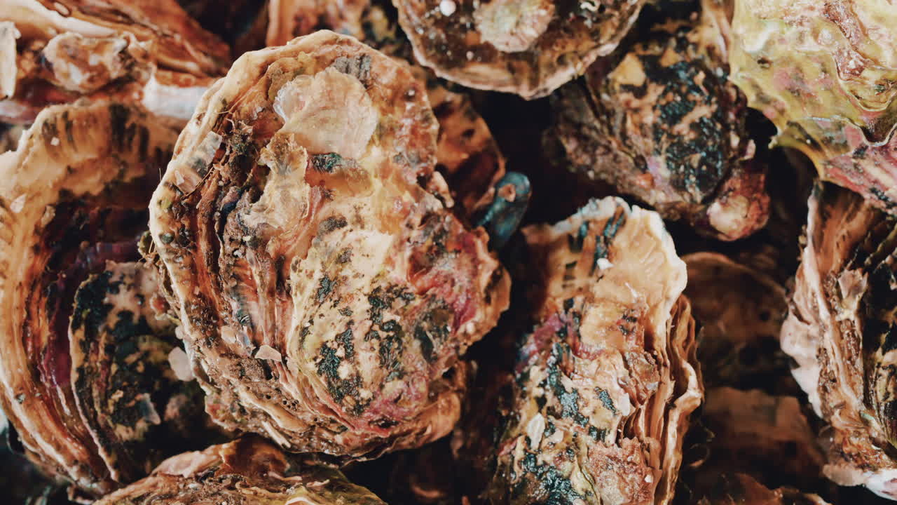 Close up pile of oysters and rough shells with natural textures, salt stains, and earthy coastal colors