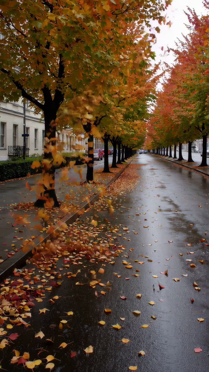 Autumn Street with Colorful Fallen Leaves on Wet Ground