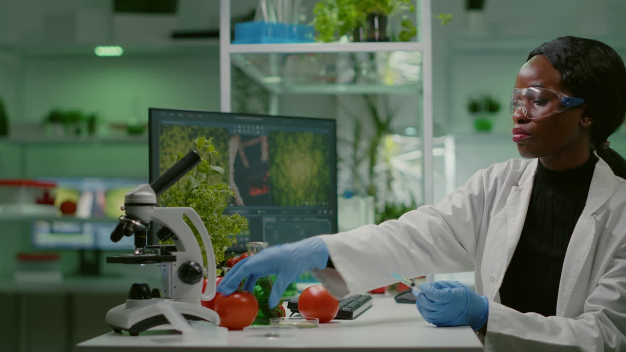 African biochemist with medical gloves injecting organic tomato with pesticides
