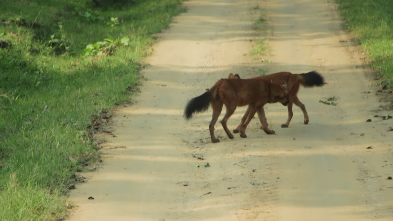 Morning Dhole Indian Wild Dog walking on a sandy path trail, surrounded by forest nature in Nagarahole India